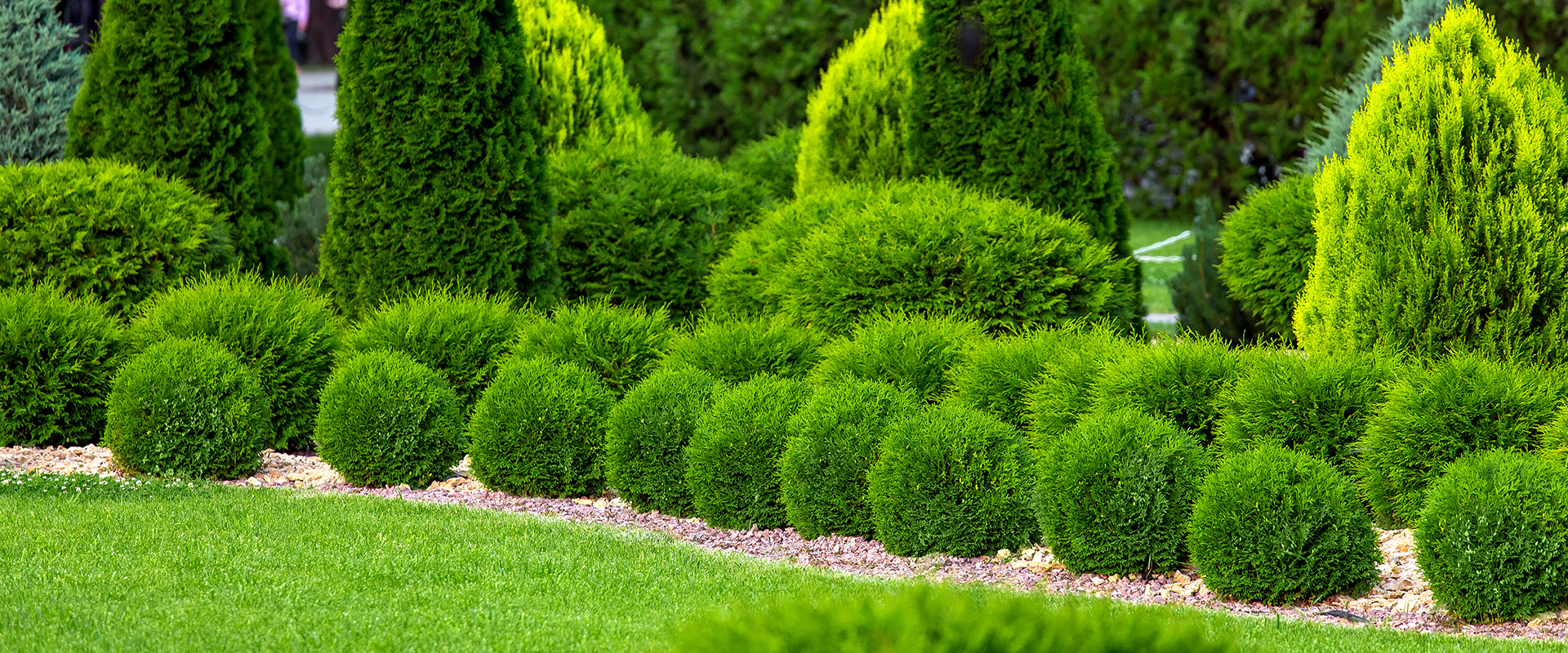 landscaping bushes